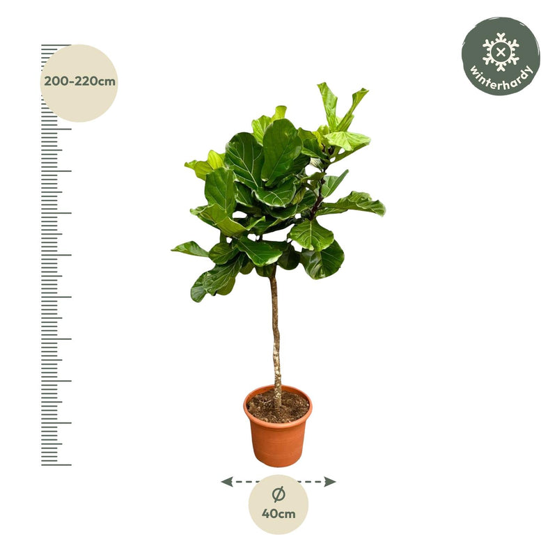 Ficus Lyrata Boom XXL