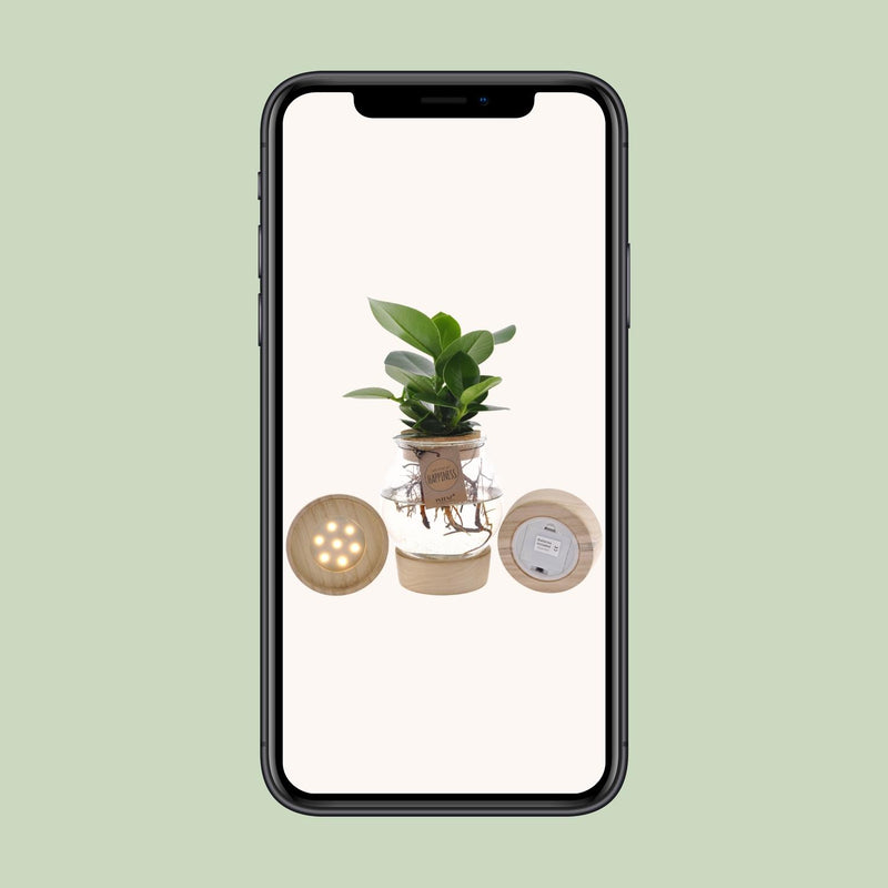 Clusia in Bolglas + Klikkurk + LED