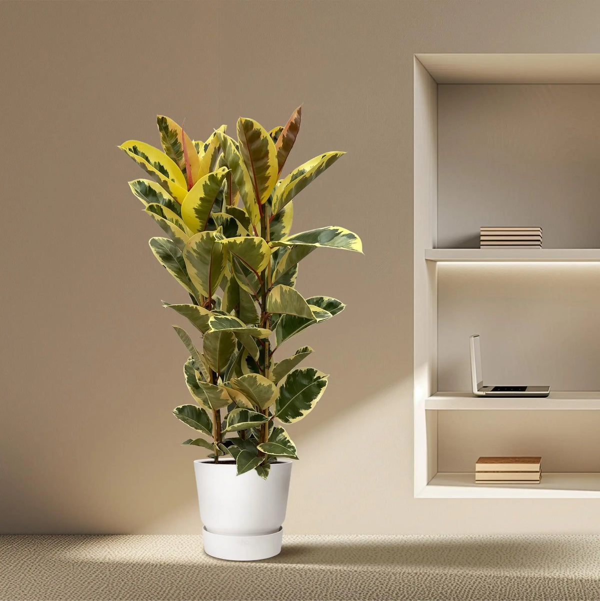 Ficus Elastica Tineke Struik Everspring