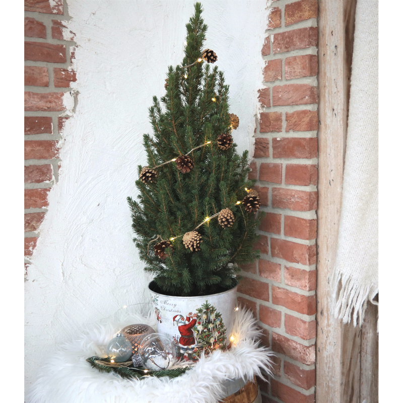Picea Glauca Conica Kerstboom