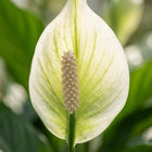 Spathiphyllum (Lepelplant)