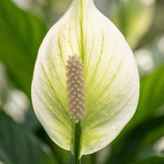 Spathiphyllum (Lepelplant)