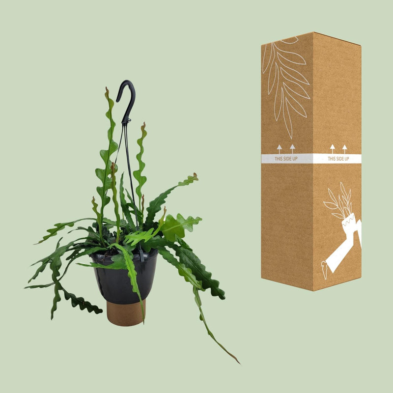 Epiphyllum Anguliger (Fishbone Cactus)