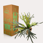 Staghorn Fern Kunstplant (Hertshoorn)