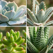 Mini Succulenten Mix – 12 Stuks in Terracotta Potten Everspring