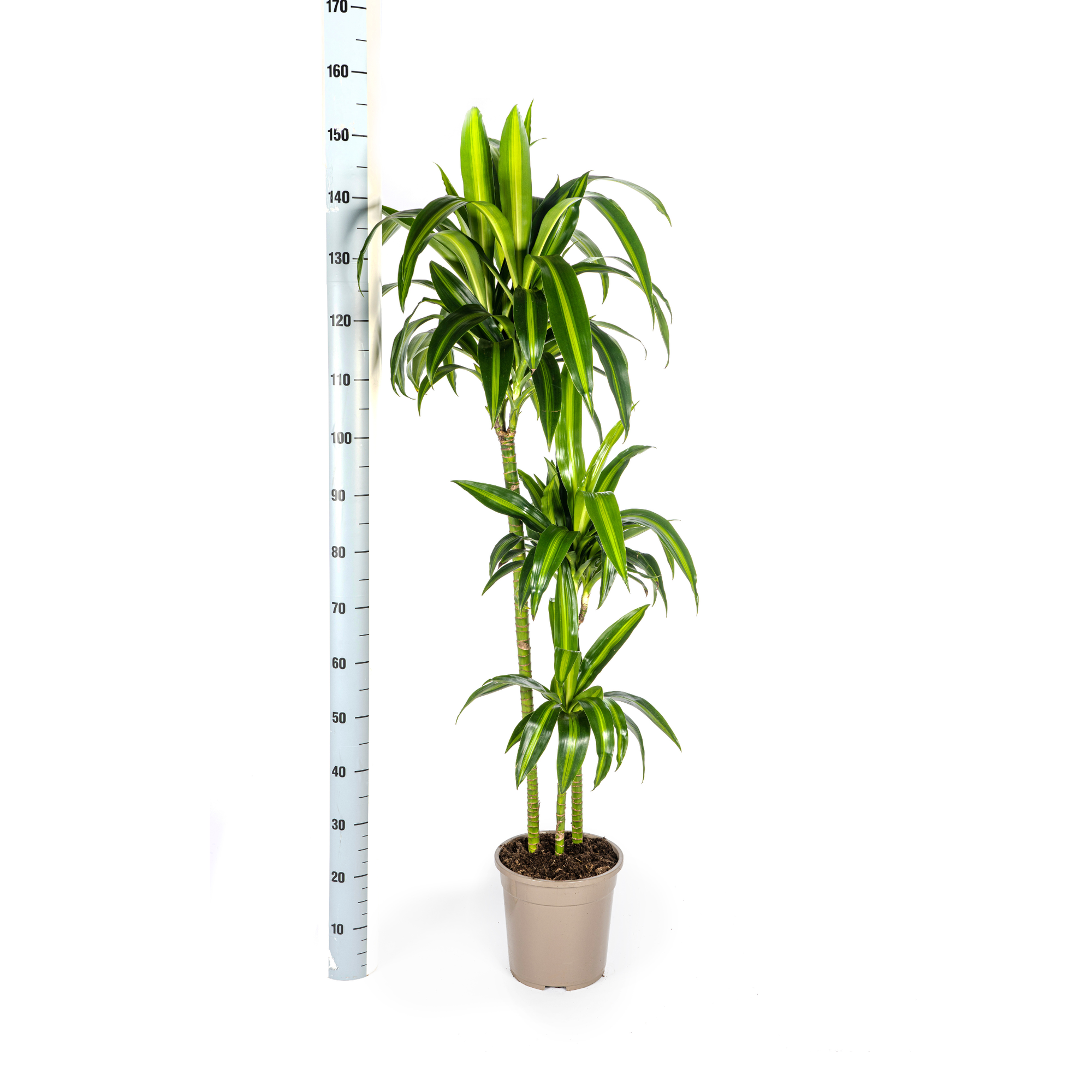 Dracaena Deremensis Hawaiian Sunshine met mand