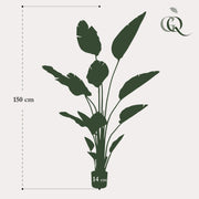 Strelitzia Nicolai Kunstplant (Paradijsvogelbloem)
