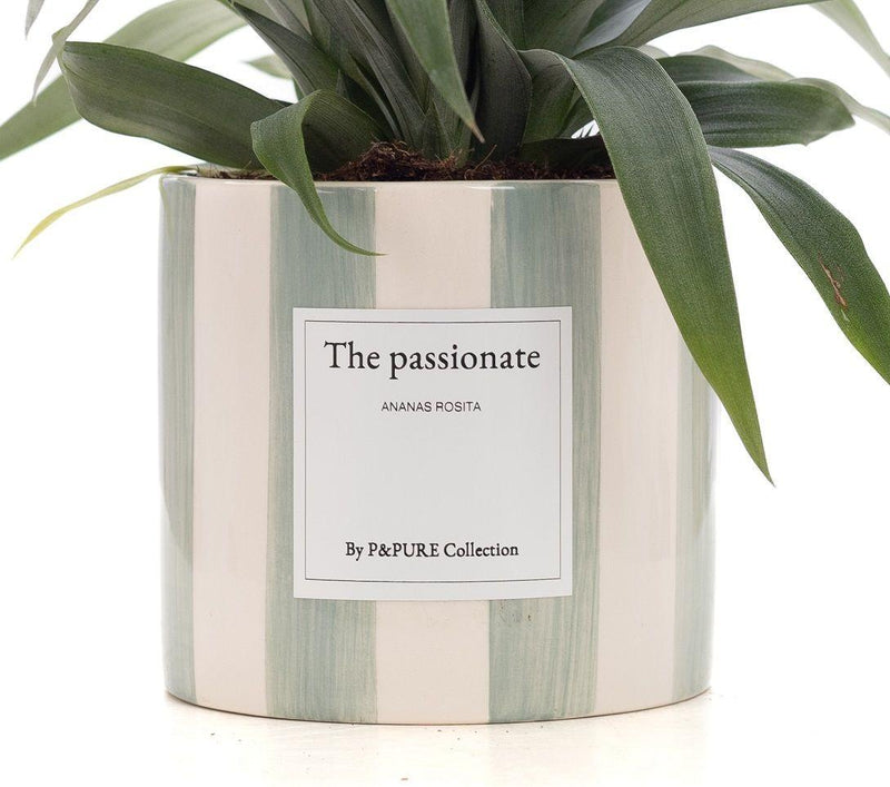 Ananas Rosita Gift “The Passionate” – Inclusief wenskaart