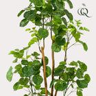 Polyscias Kunstplant (Aralia) Everspring