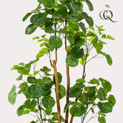 Polyscias Kunstplant (Aralia) Everspring