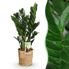 Zamioculcas (ZZ-plant) – Met Mand