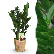 Zamioculcas (ZZ-plant) – Met Mand