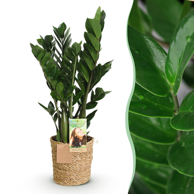 Zamioculcas (ZZ-plant) – Met Mand