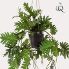 Philodendron kunstplant