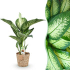 Diefenbachia Tropic Snow – Inclusief Mand Everspring