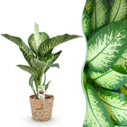 Diefenbachia Tropic Snow – Inclusief Mand Everspring