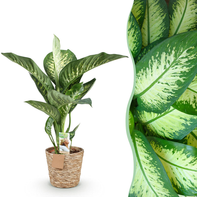 Diefenbachia Tropic Snow – Inclusief Mand