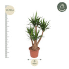 Yucca Elephantipe vertakt