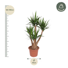 Yucca Elephantipe vertakt