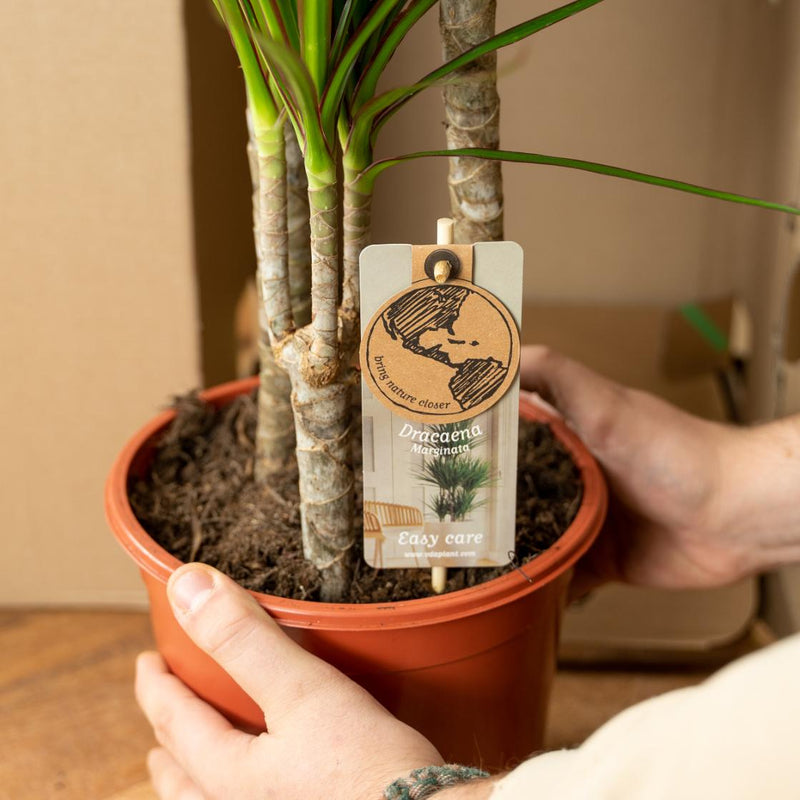 Dracaena Marginata