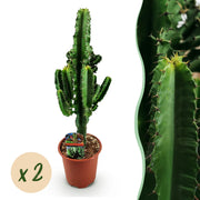 Euphorbia eritrea (Afrikaanse Melkboom) - 2 Stuks
