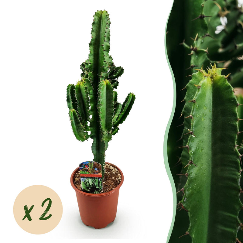 Euphorbia eritrea (Afrikaanse Melkboom) - 2 Stuks