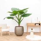 Alocasia Portodora enkele stam