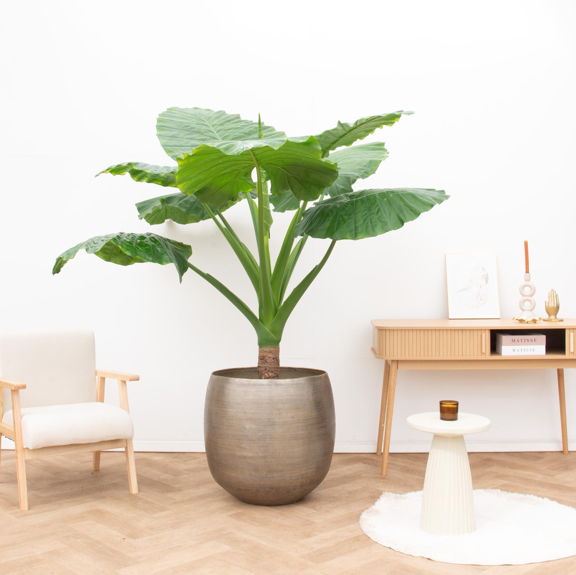 Alocasia Portodora enkele stam