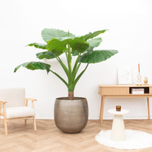 Alocasia Portodora enkele stam
