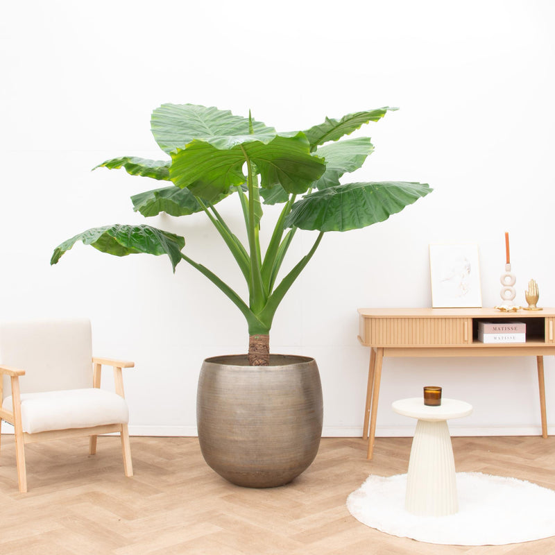 Alocasia Portodora enkele stam
