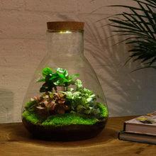 Sammie Coffea Terrarium