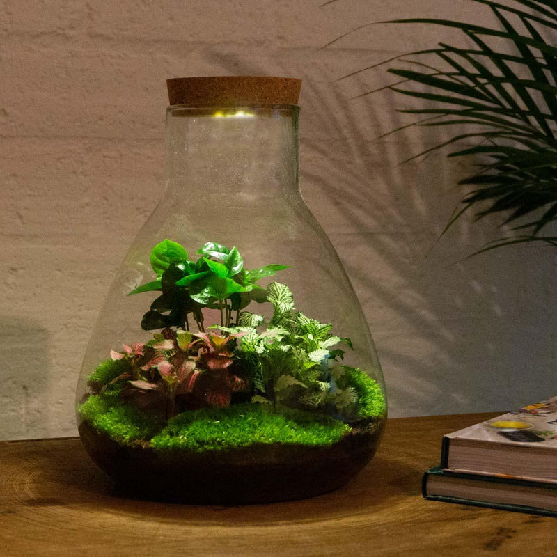Sammie Coffea Terrarium