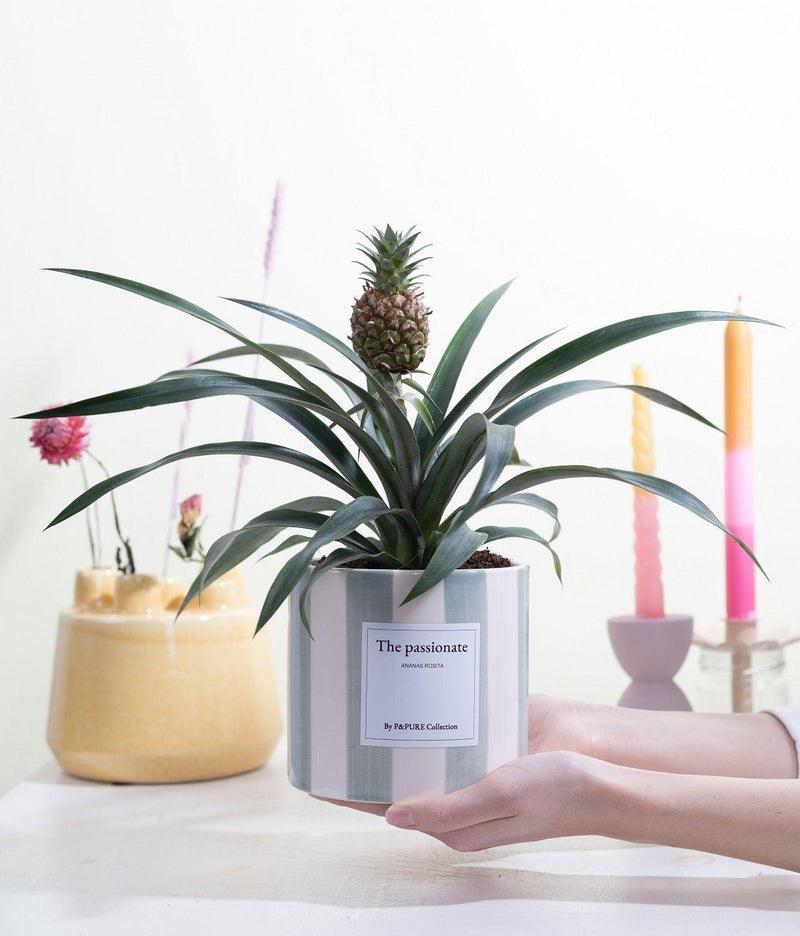Ananas Rosita Gift “The Passionate” – Inclusief wenskaart