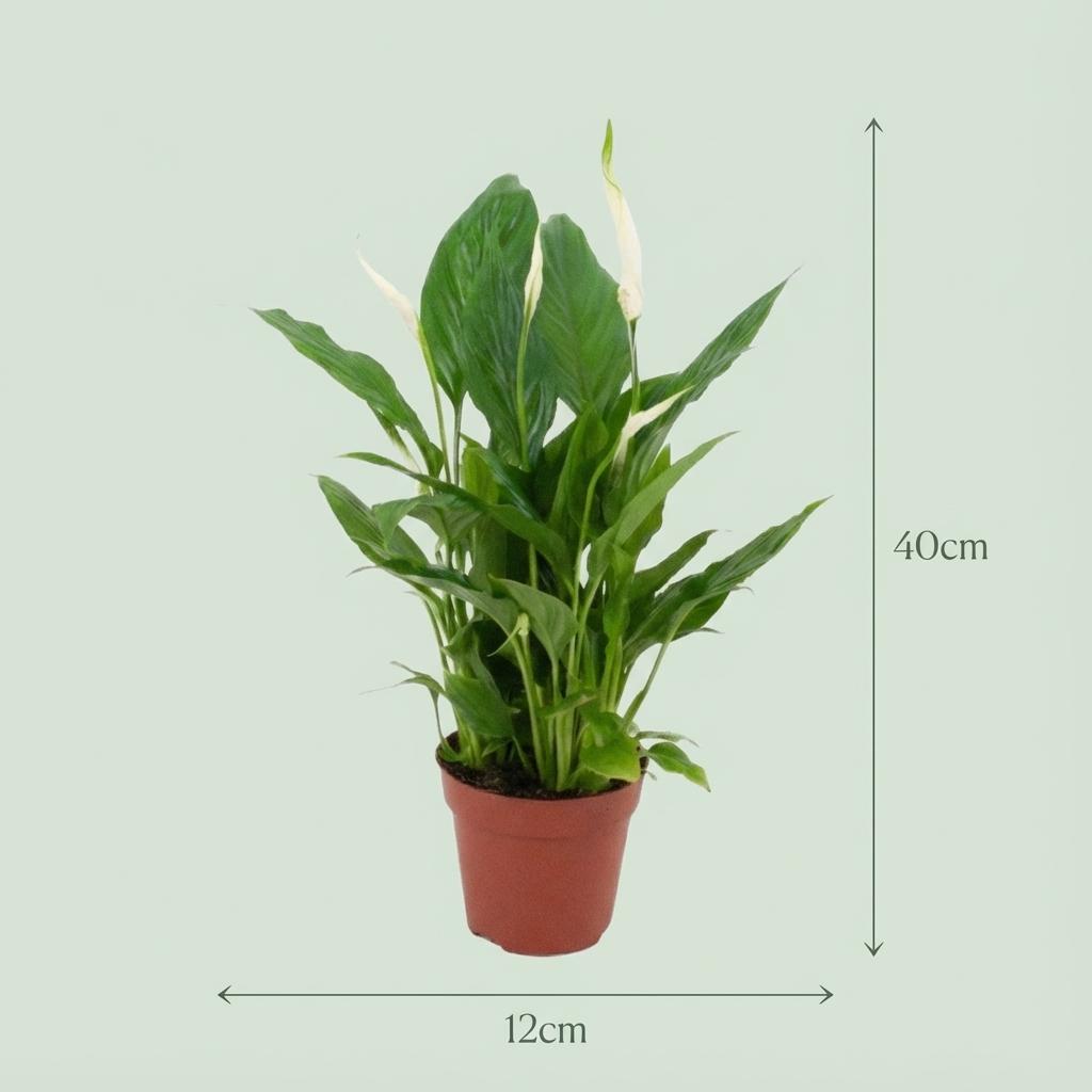 Spathiphyllum (Lepelplant)