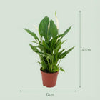 Spathiphyllum (Lepelplant)
