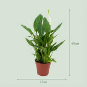 Spathiphyllum (Lepelplant)