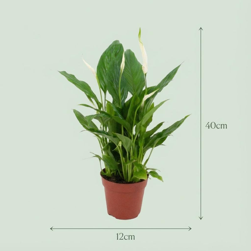 Spathiphyllum (Lepelplant)