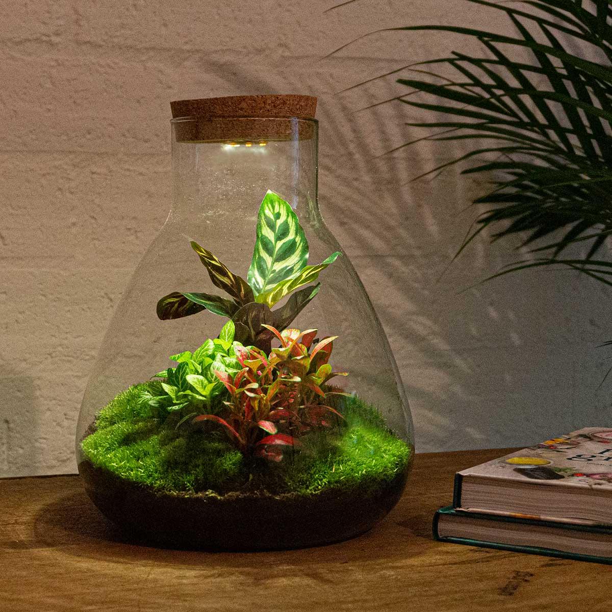 Sam Calathea met LED - Terrarium