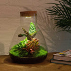 Sam Calathea met LED - Terrarium