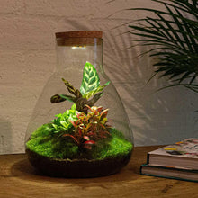 Sam Calathea met LED - Terrarium