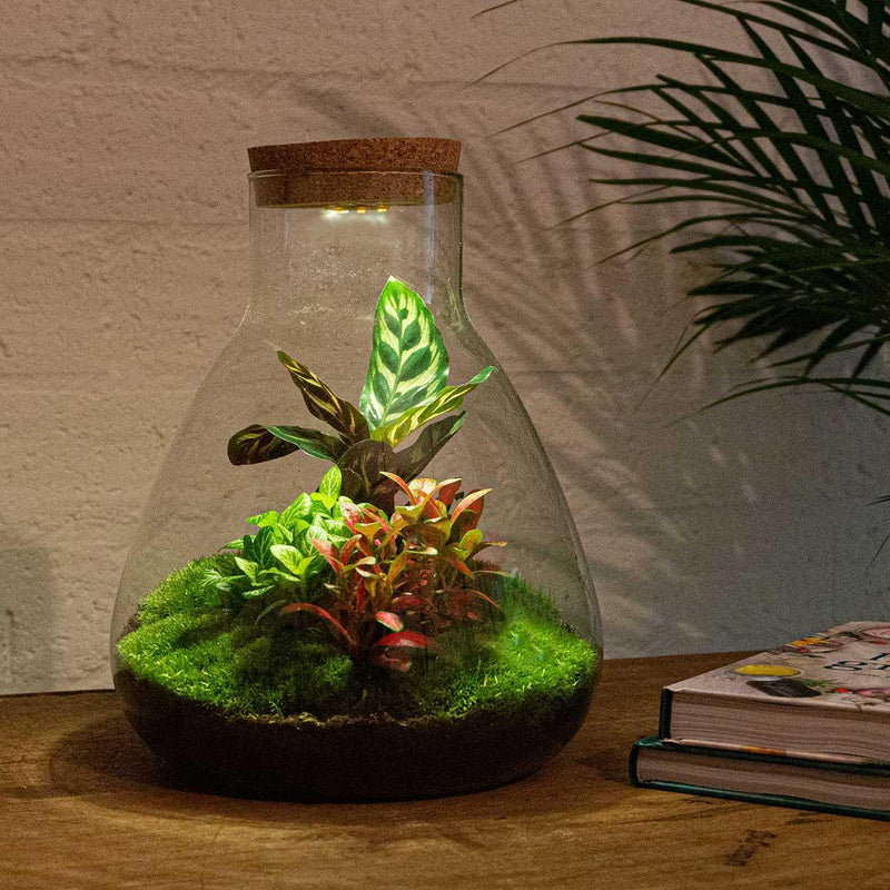 Sam Calathea met LED - Terrarium