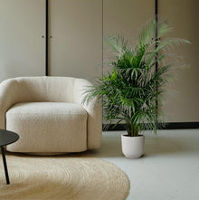 Dypsis Lutescens (Areca palm)