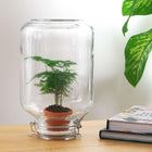 Asparagus – Easyplant Jar