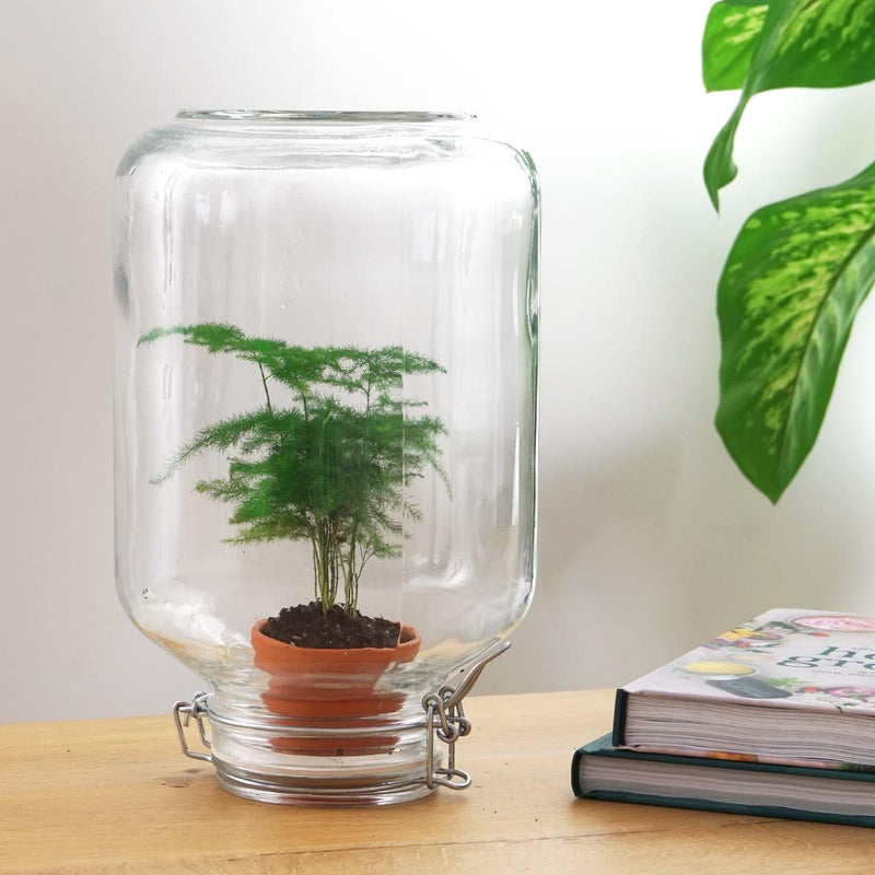 Asparagus – Easyplant Jar
