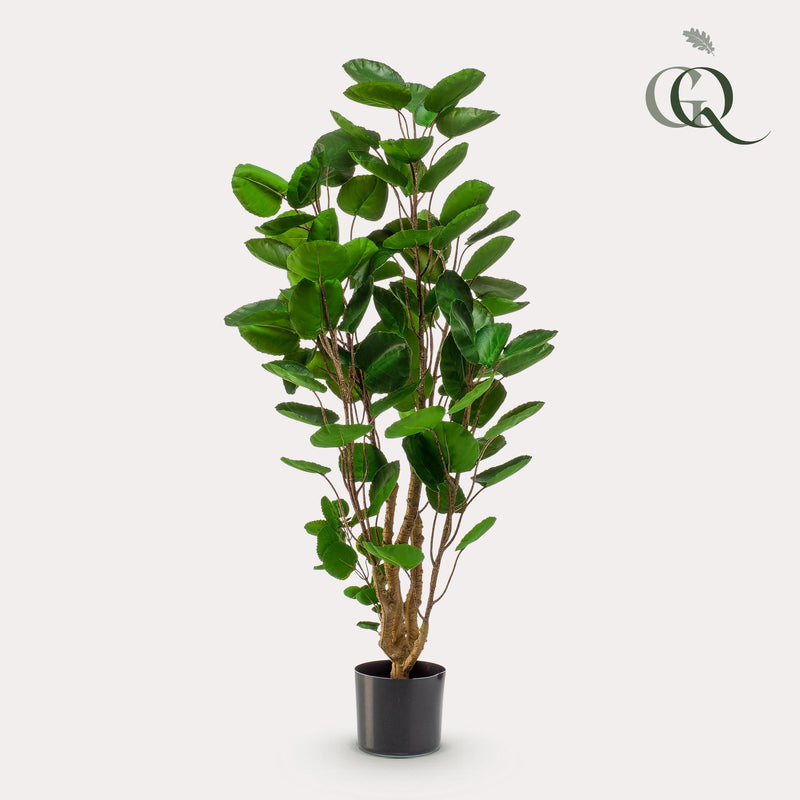 Polyscias kunstplant (Aralia)