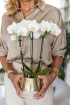 Kolibri Orchids – Witte Phalaenopsis Amabilis in Elite Gold pot