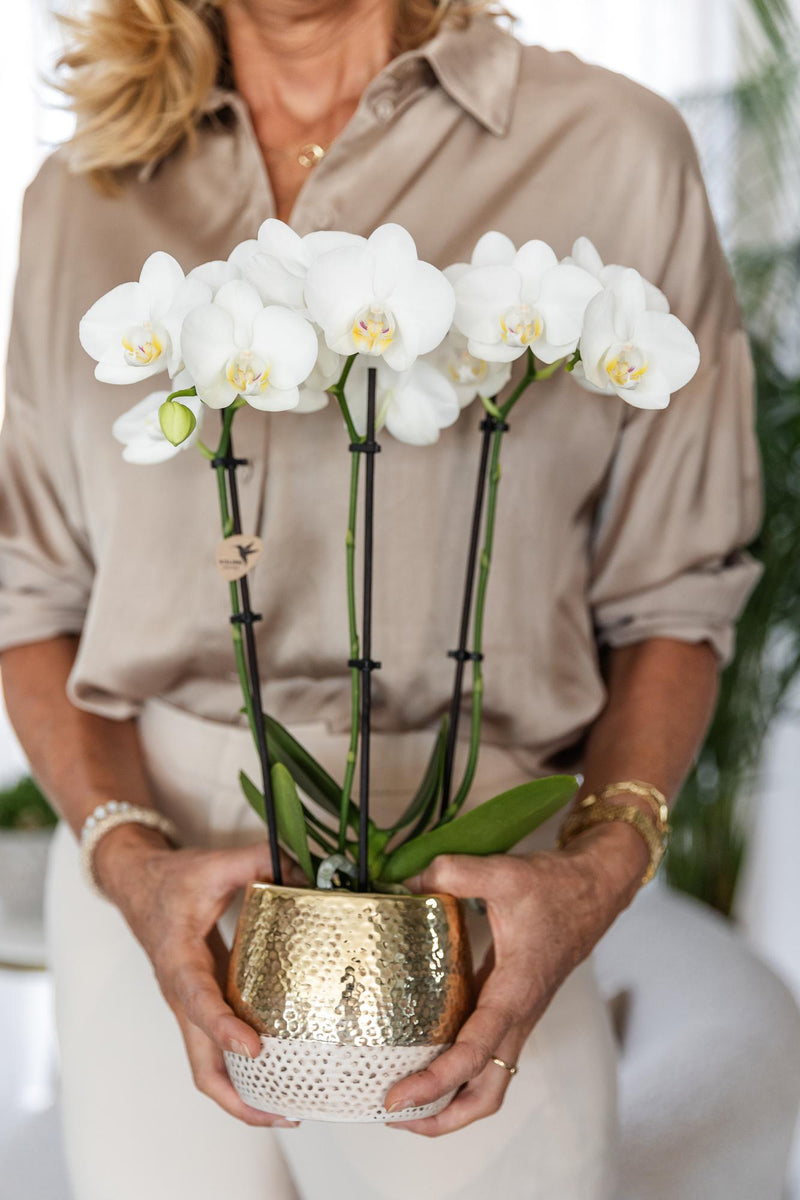 Kolibri Orchids – Witte Phalaenopsis Amabilis in Elite Gold pot