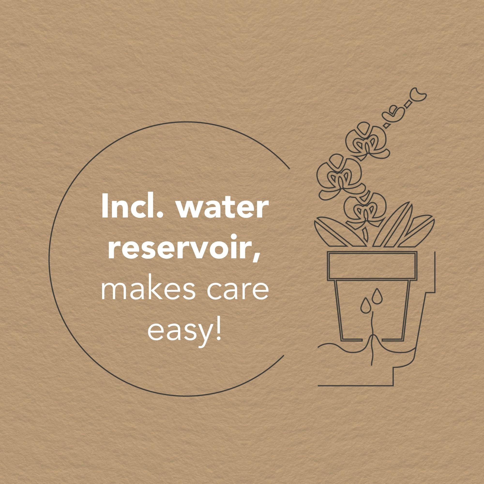 Witte Orchideeënset – Honey Dish met Waterreservoir