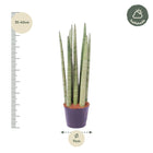 Sansevieria cylindrica 'Spaghetti'