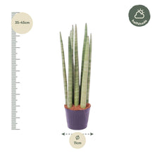 Sansevieria cylindrica 'Spaghetti'